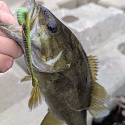 スモールマウスバス