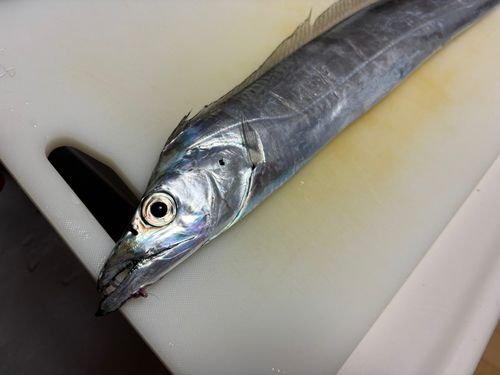 タチウオの釣果