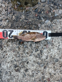 キジハタの釣果