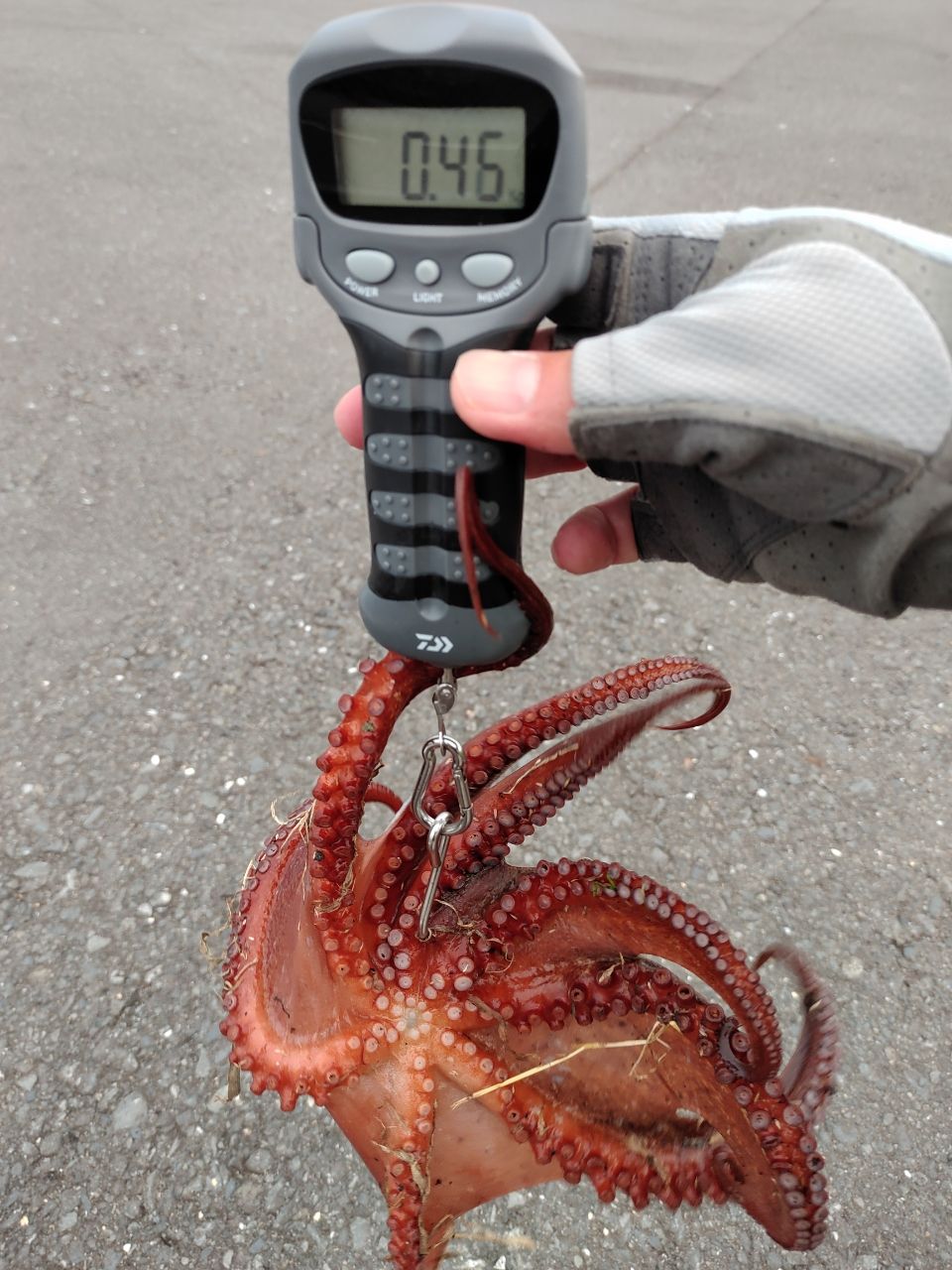 タコ