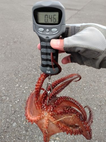 タコの釣果