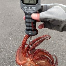 タコ