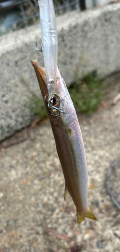 カマスの釣果