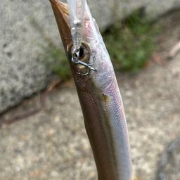カマス