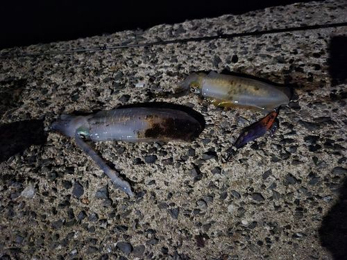 アオリイカの釣果