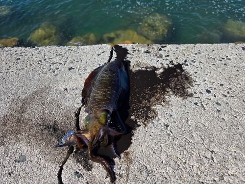 アオリイカの釣果