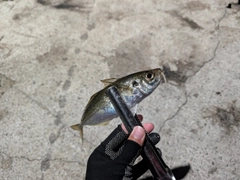 マアジの釣果