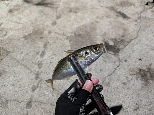 マアジの釣果