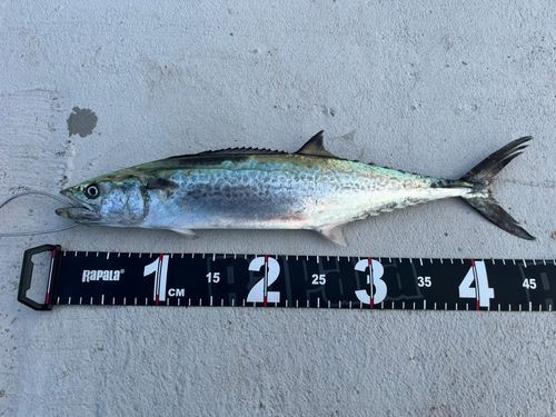 サゴシの釣果