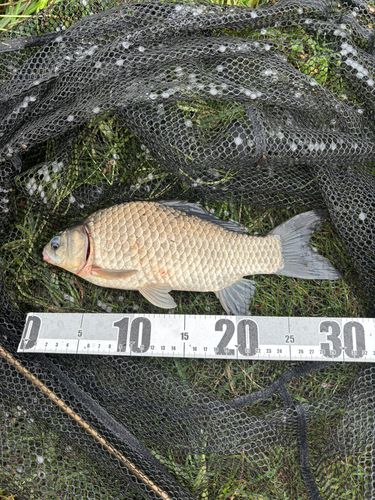 ヘラブナの釣果
