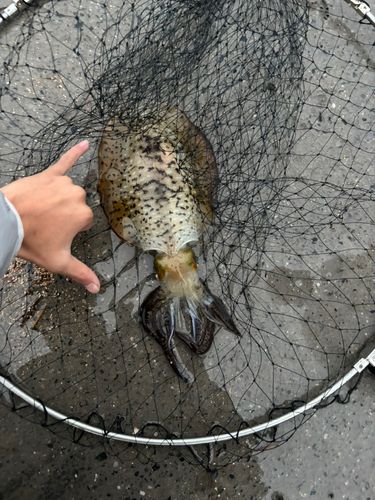アオリイカの釣果