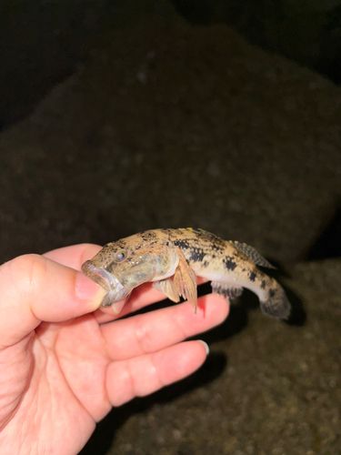 ウロハゼの釣果
