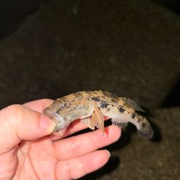 ウロハゼ