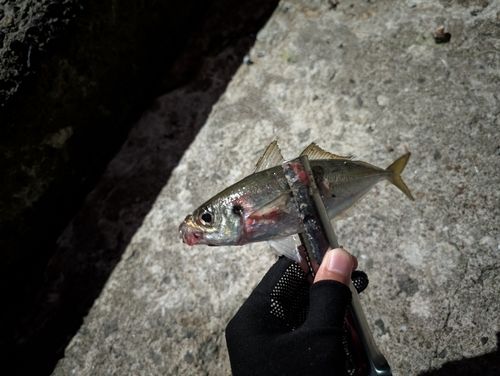 マアジの釣果