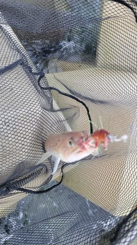 エソの釣果