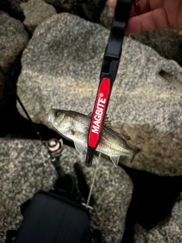 セイゴ（タイリクスズキ）の釣果