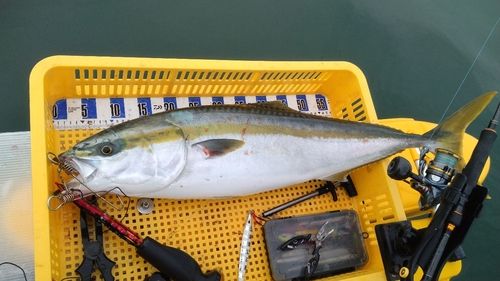 ブリの釣果