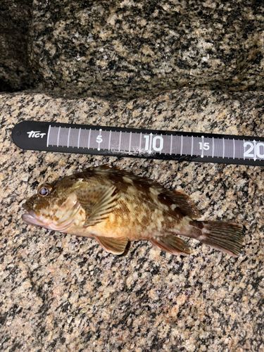 カサゴの釣果
