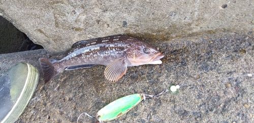アイナメの釣果