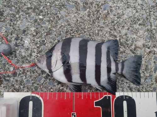 イシダイの釣果
