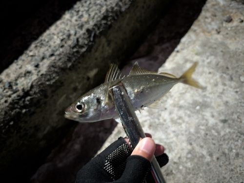 マアジの釣果