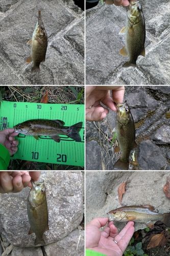 スモールマウスバスの釣果