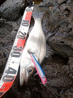 ヒラスズキの釣果