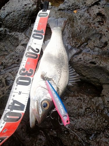 ヒラスズキの釣果