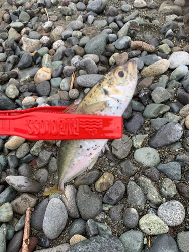 マアジの釣果