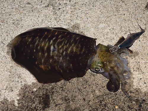 アオリイカの釣果