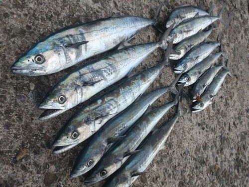 サゴシの釣果