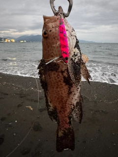 オオモンハタの釣果