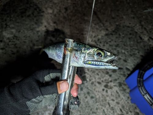 マサバの釣果
