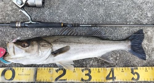 シーバスの釣果