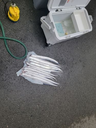 タチウオの釣果