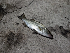 セイゴ（ヒラスズキ）の釣果