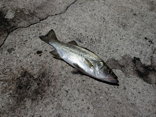 セイゴ（ヒラスズキ）の釣果