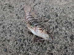 ミノカサゴの釣果