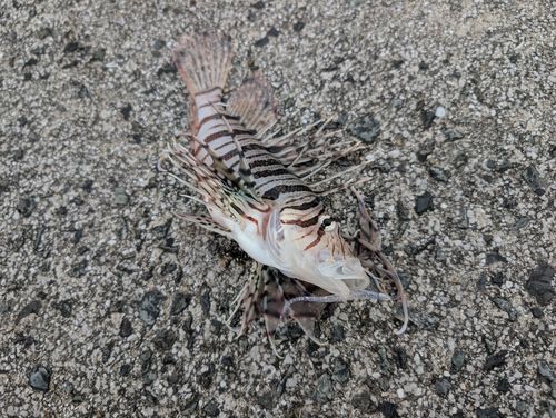 ミノカサゴの釣果