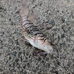 ミノカサゴ