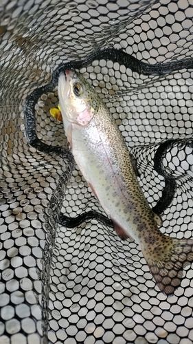 ニジマスの釣果