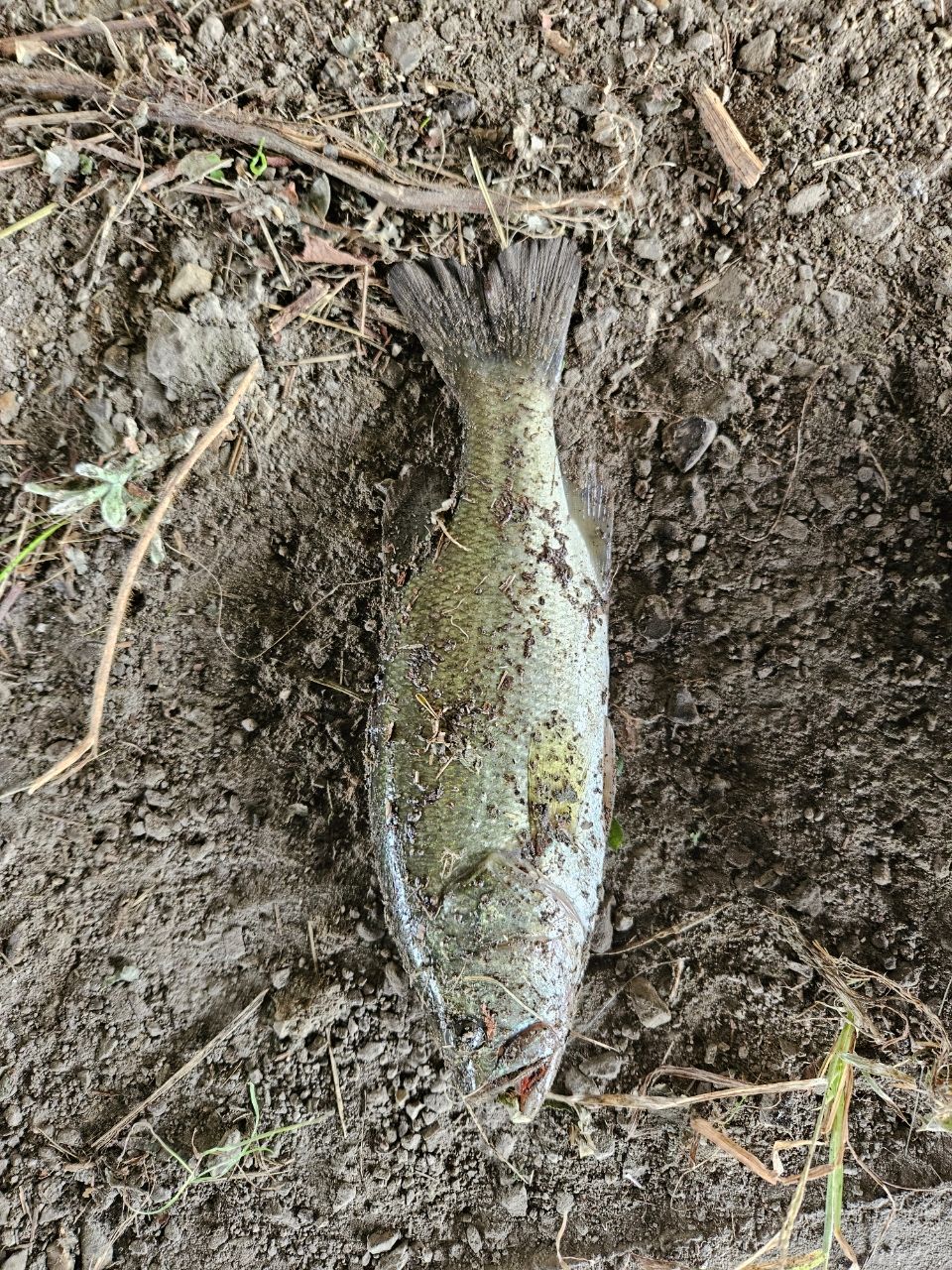 ブラックバス