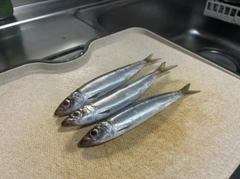 ウルメイワシの釣果