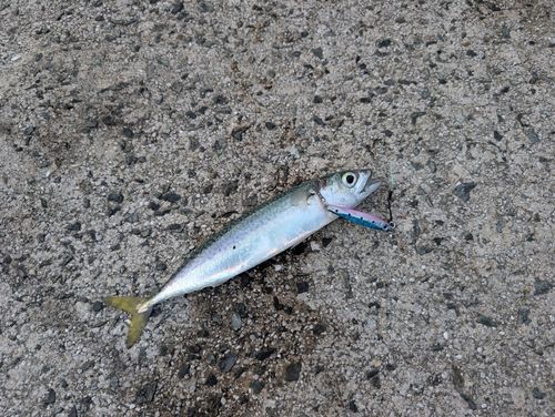 マサバの釣果