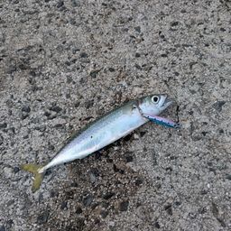 マサバ