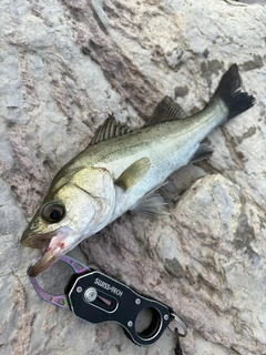 セイゴ（マルスズキ）の釣果