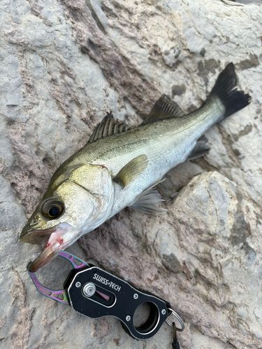 セイゴ（マルスズキ）の釣果