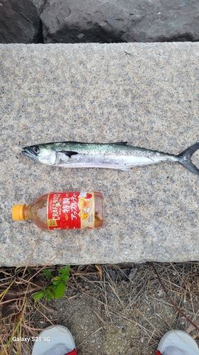 サゴシの釣果