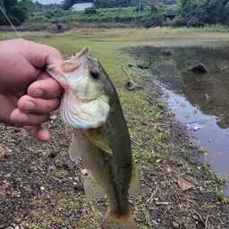 ブラックバス
