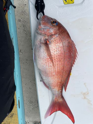マダイの釣果